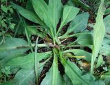 Lysichiton camtschatcensis