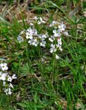 Cardamine pratensis. Верхушки цветущих растений. Новгородская обл., Старая Русса, курортный парк, сырой луг. 11.05.2019.