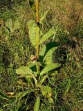 Verbascum thapsus