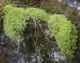 Saxifraga cespitosa