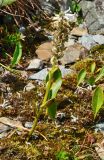 Lagotis integrifolia. Цветущее растение на скалах. Республика Алтай, Онгудайский р-н, вершина г. Сарлык, 2507 м н.у.м. 06.08.2010.