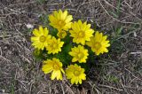 Adonis vernalis