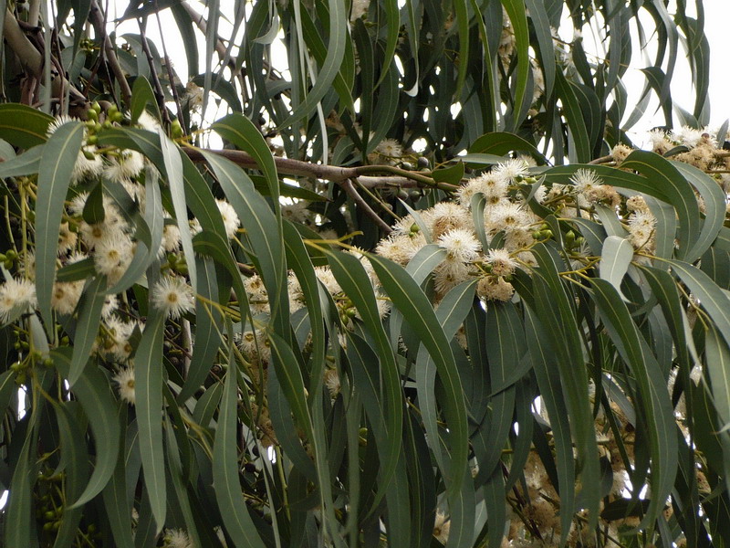 Изображение особи род Eucalyptus.