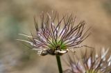 Pulsatilla campanella