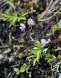 Tofieldia coccinea