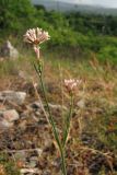 Asperula tenella