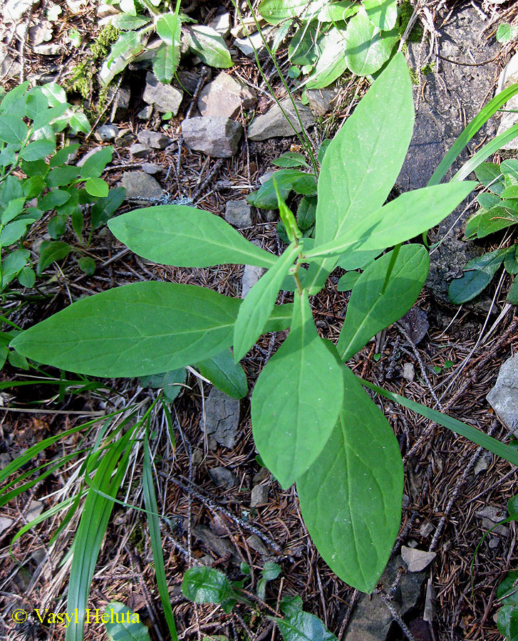 Изображение особи Prenanthes purpurea.