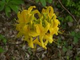 Rhododendron luteum