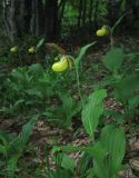 Cypripedium calceolus. Цветущие растения. Крым, окр. с. Соколиное, лиственный лес. 23 мая 2012 г.