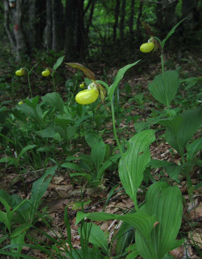 Изображение особи Cypripedium calceolus.