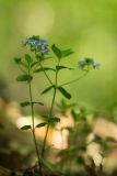 Veronica umbrosa