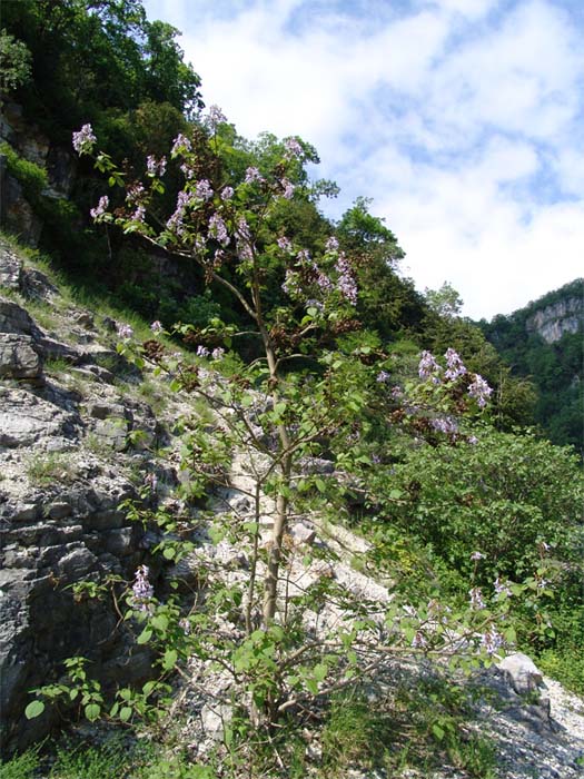 Изображение особи Paulownia tomentosa.