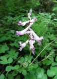 Corydalis paeoniifolia