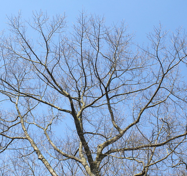 Изображение особи Quercus rubra.