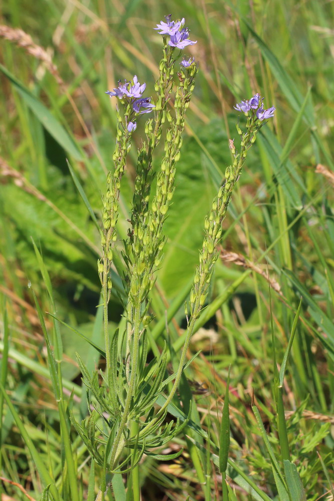 Вероника Жакена (Veronica jacquinii)