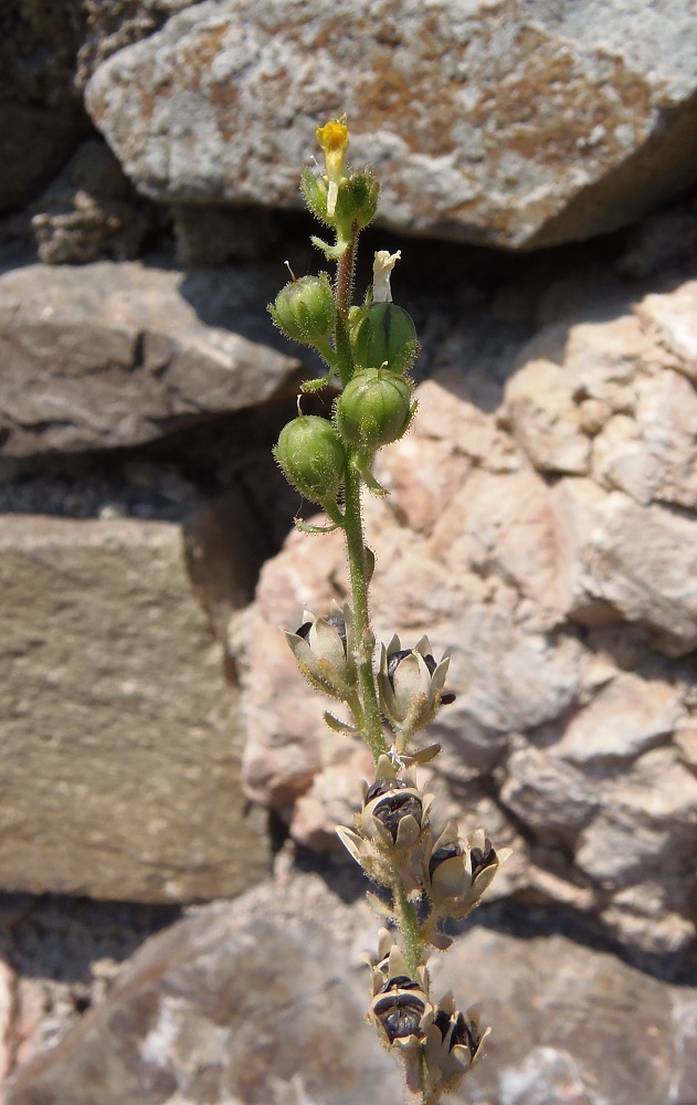 Изображение особи Linaria simplex.