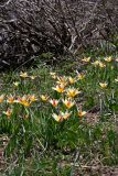 Tulipa berkariensis. Цветущие растения. Южный Казахстан, Таласский Алатау, зап. Аксу-Джабаглы, у дороги к домику Тризны. 12.04.2013.