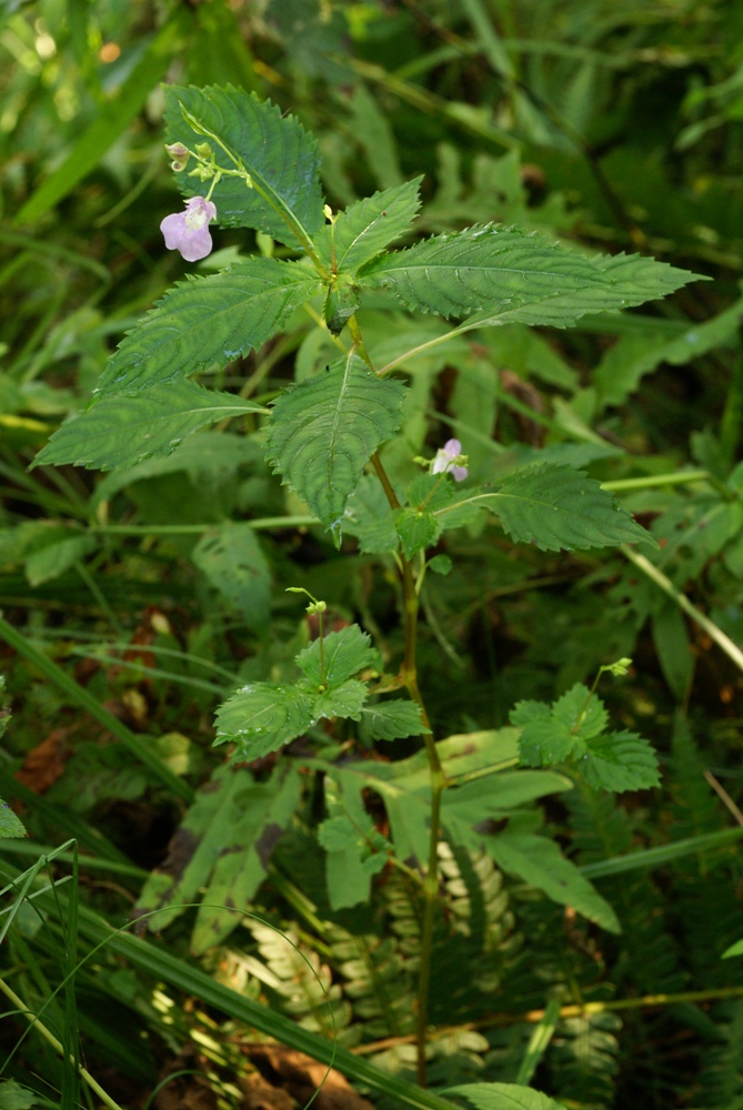 Изображение особи Impatiens furcillata.