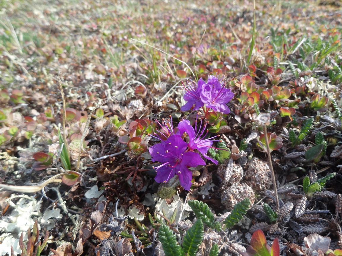 Изображение особи Rhododendron lapponicum ssp. alpinum.