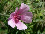 Althaea cannabina