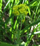 Alyssum gmelinii