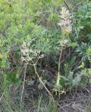 Valeriana tuberosa