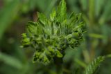 Potentilla подвид pilosa