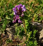 Oxytropis kusnetzovii