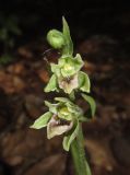 Epipactis krymmontana. Соцветие. Крым, гора Чатырдаг, южный склон, буковый лес. 15 июля 2014 г.