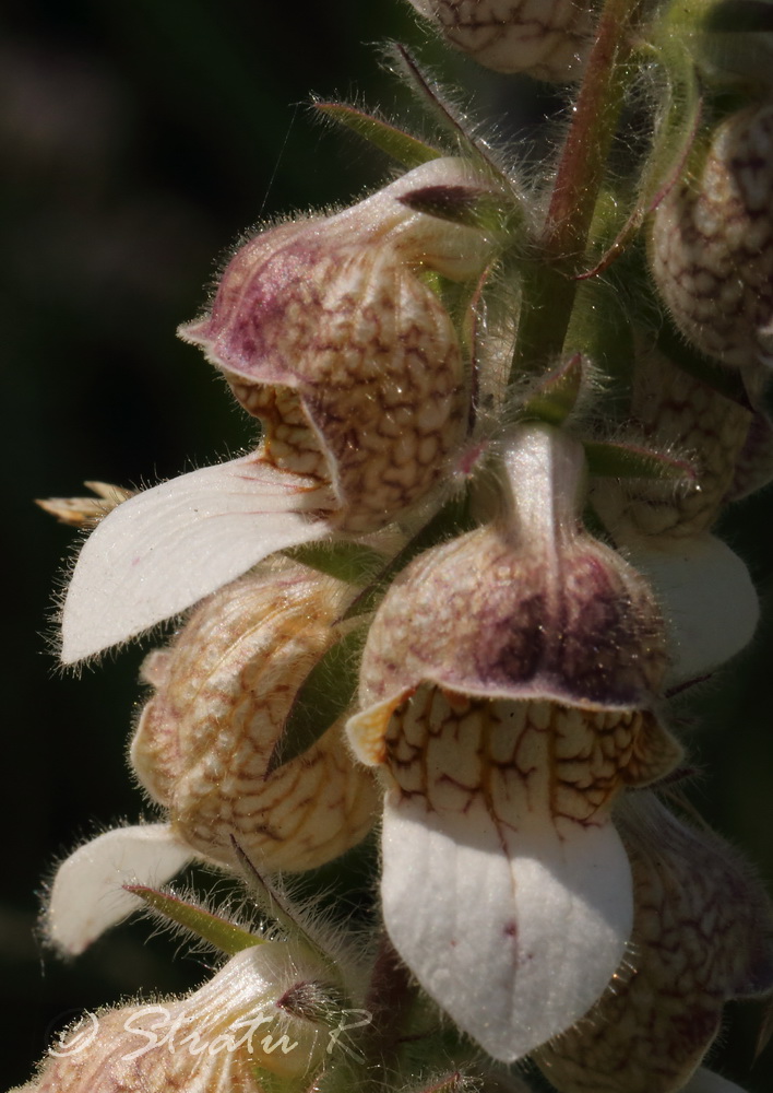 Изображение особи Digitalis lanata.