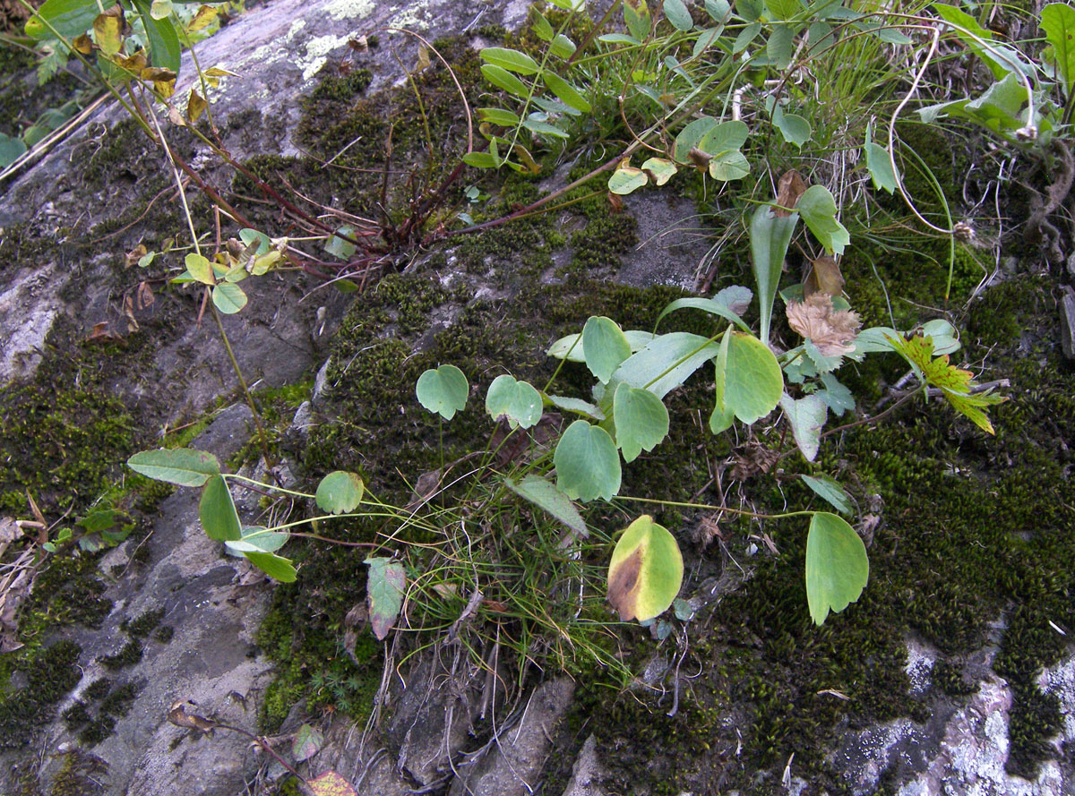 Изображение особи Ranunculus subtilis.