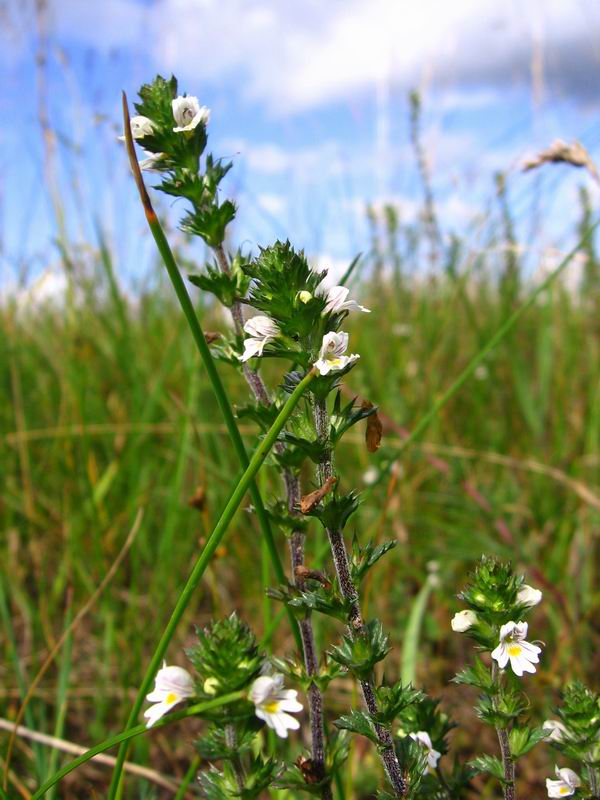 Изображение особи род Euphrasia.