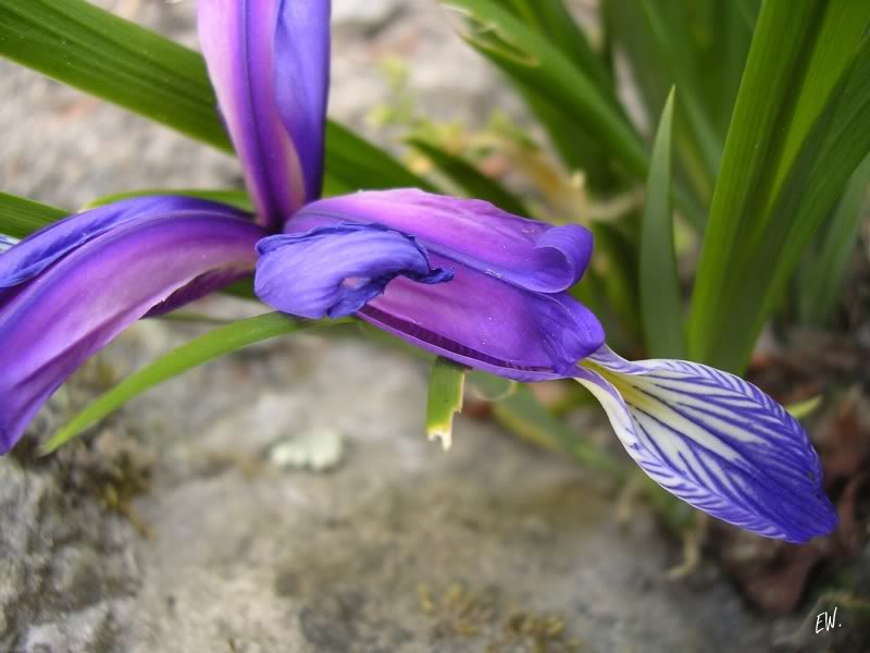 Image of Iris graminea specimen.