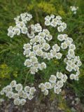 Achillea alpina. Общее соцветие. Бурятия, Баунтовский эвенкийский р-н, окр. пос. Северный, долина р. Има, луг. 31.07.2013.