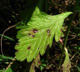 Verbena officinalis