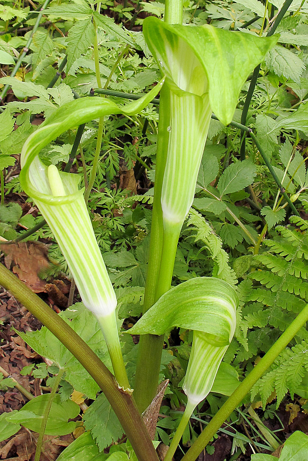 Изображение особи Arisaema komarovii.