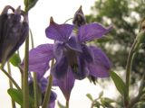 Aquilegia vulgaris