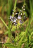 Veronica officinalis