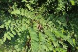 Robinia pseudoacacia