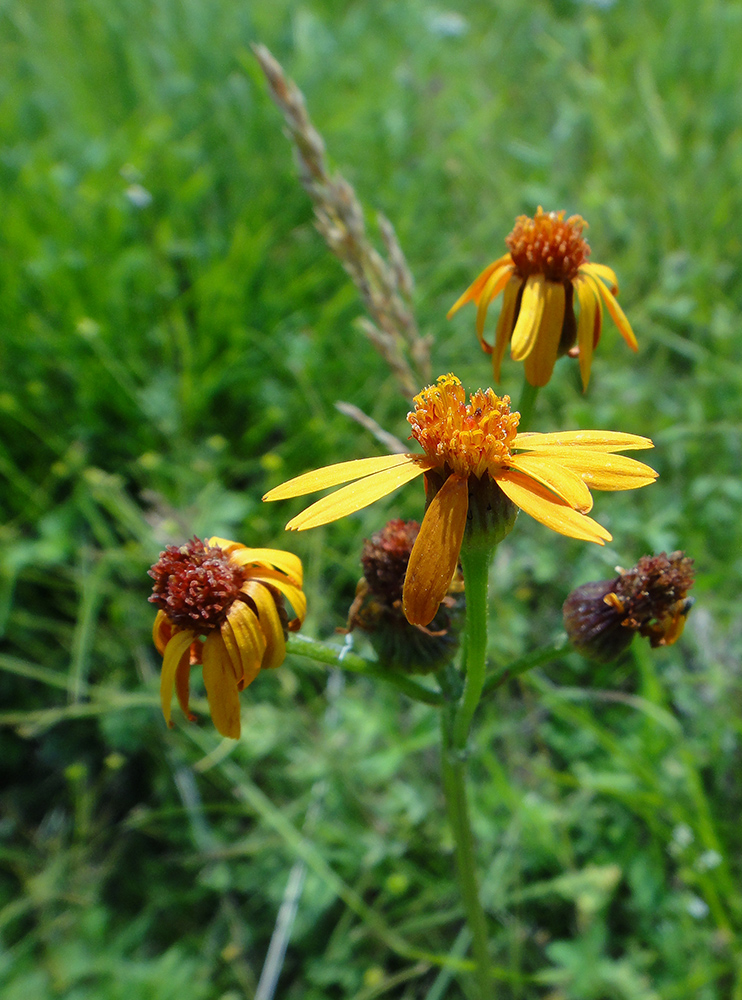 Изображение особи Tephroseris porphyrantha.