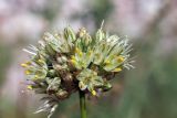 Allium marmoratum