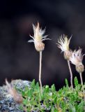 Dryas octopetala. Плодоносящее растение. Исландия, окр. ледника Эйриксйокюдль, лавовое поле Хальмундархраун. 09.08.2016.