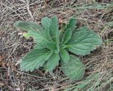 Ajuga orientalis