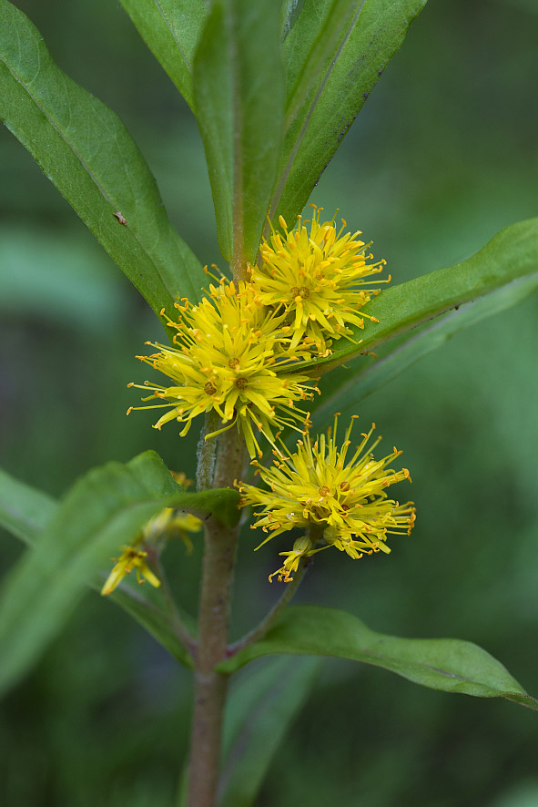 Изображение особи Naumburgia thyrsiflora.