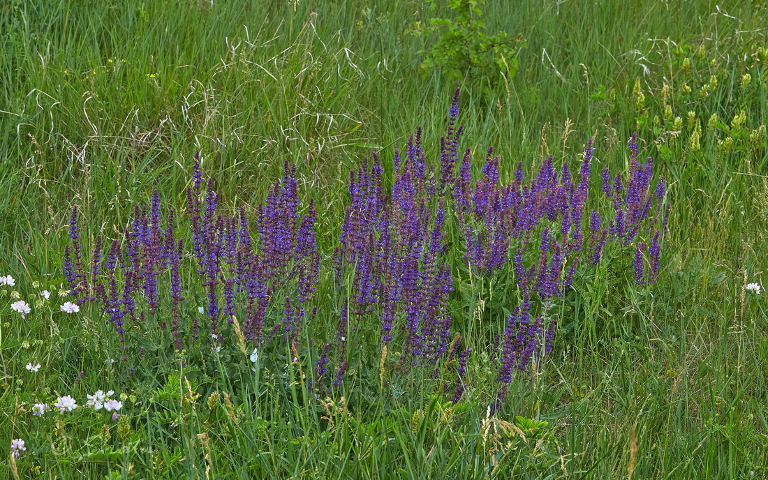 Изображение особи Salvia nemorosa.