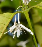 Coffea arabica