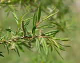 Salix siuzewii