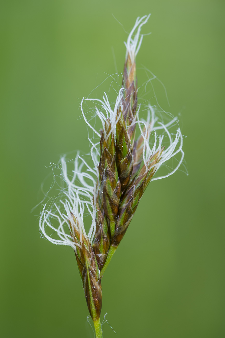 Изображение особи Carex praecox.