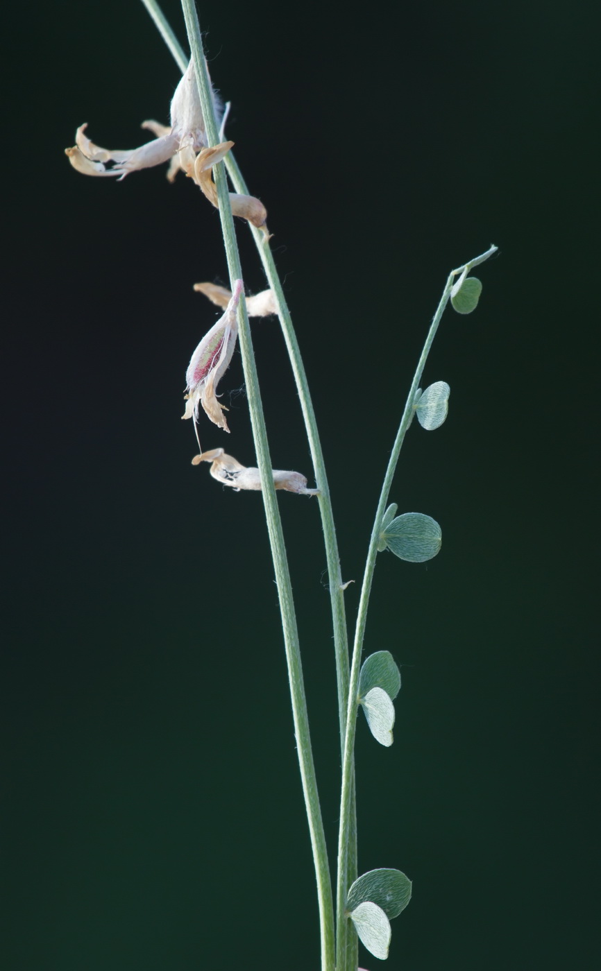 Image of Astragalus namanganicus specimen.