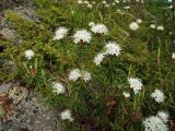 Ledum decumbens